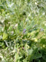 Boraginaceae