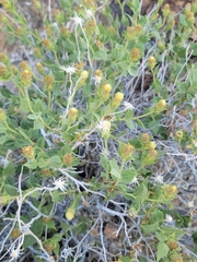 Brickellia atractyloides