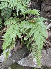 Asplenium adiantum-nigrum