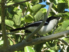 Laniarius bicolor sticturus