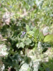 Boraginaceae