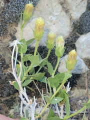 Brickellia atractyloides