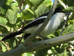 Laniarius bicolor sticturus