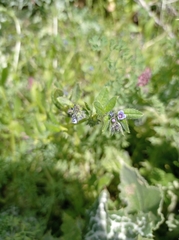 Boraginaceae