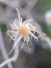 Brickellia atractyloides