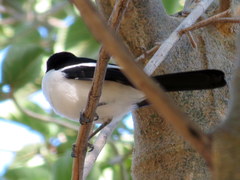 Laniarius bicolor sticturus