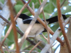 Laniarius bicolor sticturus
