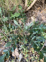 Centaurea raphanina mixta