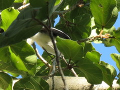 Laniarius bicolor sticturus