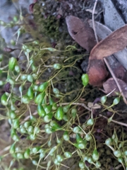 Funaria hygrometrica