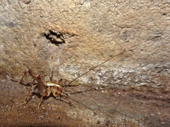 Ceuthophilus maculatus