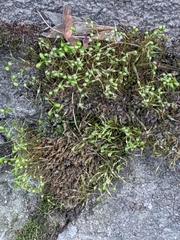 Funaria hygrometrica