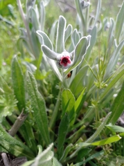 Cynoglossum cheirifolium