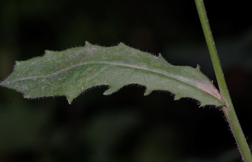 Hedypnois rhagadioloides image