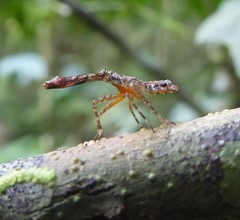 Fulgorinae