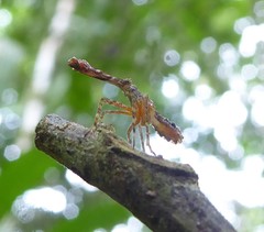 Fulgorinae