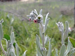 Cynoglossum cheirifolium