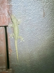 Hemidactylus frenatus