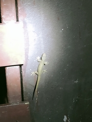 Hemidactylus frenatus