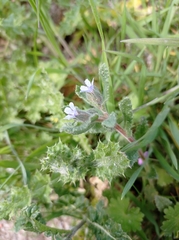 Boraginaceae