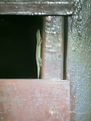 Hemidactylus frenatus