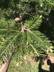 Abies nephrolepis