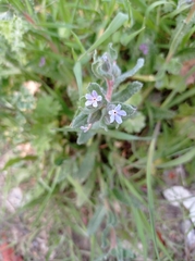 Boraginaceae