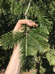 Abies nephrolepis