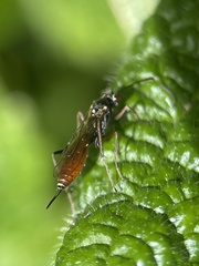 Ichneumonoidea