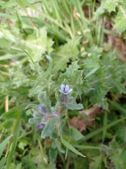 Boraginaceae