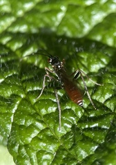 Ichneumonoidea