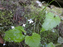 Houstonia caerulea