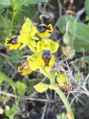 Ophrys lutea phryganae