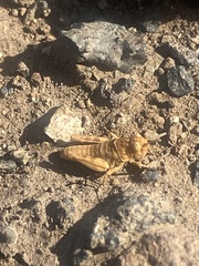 Oedipoda canariensis