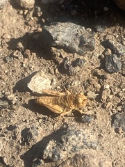 Oedipoda canariensis