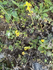 Ophrys lutea phryganae