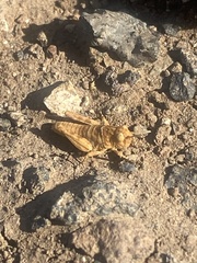 Oedipoda canariensis