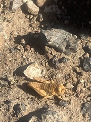 Oedipoda canariensis