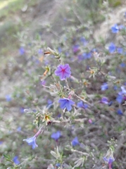 Lithodora fruticosa