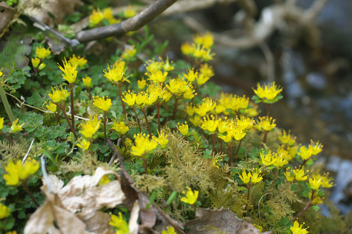Chrysosplenium album iNat (3)