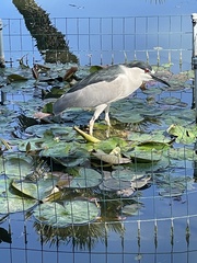 Nycticorax nycticorax