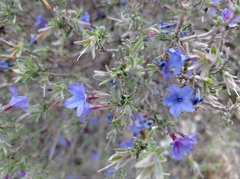 Lithodora fruticosa