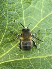 Anthophora plumipes