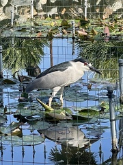 Nycticorax nycticorax