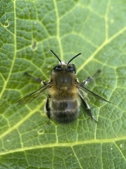 Anthophora plumipes