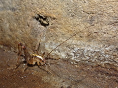 Ceuthophilus maculatus