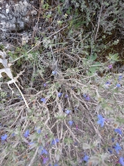 Lithodora fruticosa