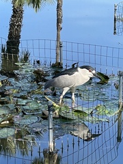 Nycticorax nycticorax