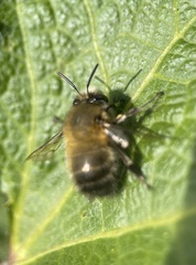 Anthophora plumipes
