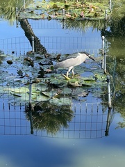 Nycticorax nycticorax